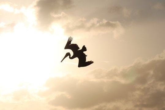 Pelican Bird Sillhouette Sky About To Swoop Diving To Hunt