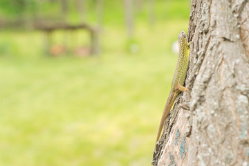 Green lizard on the trunk of a tree