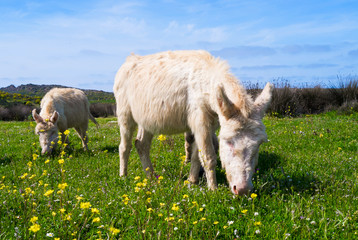 Fototapeta premium Donkeys in Asinara island in Sardinia, Italy