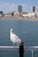 Seagull on pier