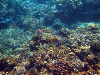 Fototapeta na wymiar Na rafie koralowej