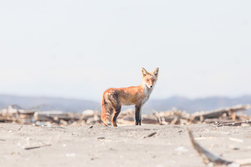 キタキツネ