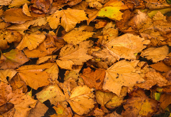 Water Maple Leafs