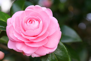 Japanese camellia - 椿