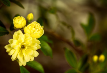 Cluster of yellow roses, close up