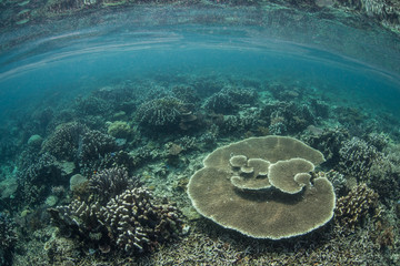 Diverse Coral Reef 2