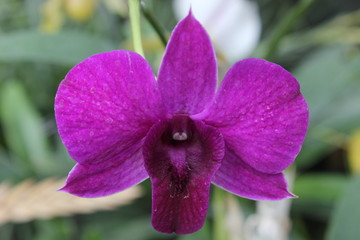 A A dendrobium orchid