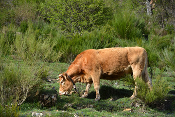 vaca de color marron pastando en el campo , asturias