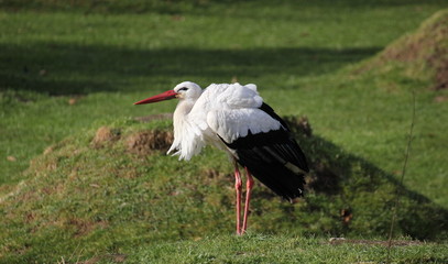 A white stork (Ciconia ciconia) standing on grassland