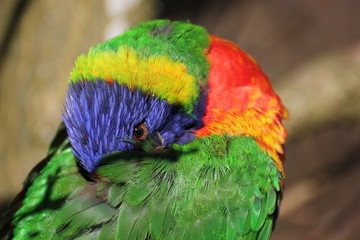 Naklejka premium Lorikeet peeking at the camera from under its wing