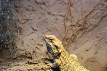 Bearded dragon climbing a piece of wood