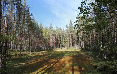 A glacial forest clearing at Halgaleden in Varmland, Sweden
