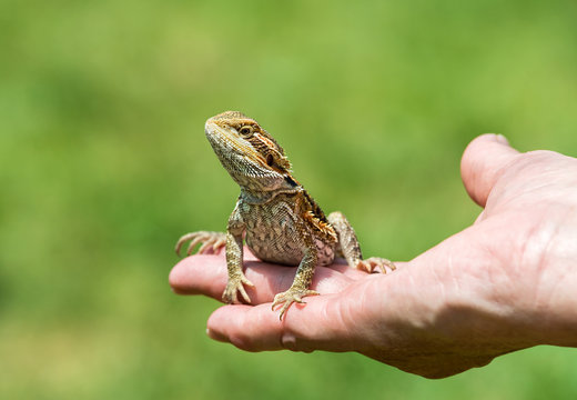 Hand Holding A Bearded Dragon Lizard