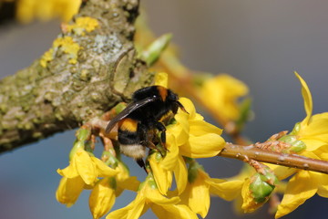 One of the first bumblebees of the year, sitting on a yellow bloom, warmed by the sun