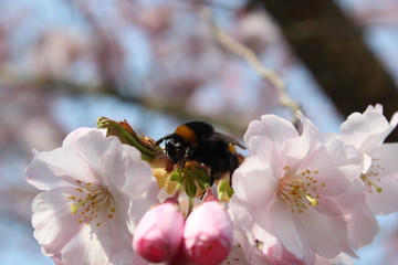 One of the first bumblebees of the year, sitting on the blossoms of an Oriental Cherry tree