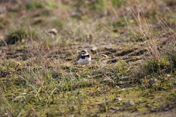 A little ringed plover living on a building site