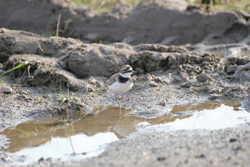 A little ringed plover living on a building site