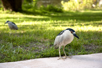 Black crowned night heron (Nycticorax nycticorax)