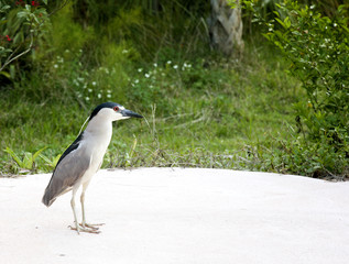 Black crowned night heron (Nycticorax nycticorax)