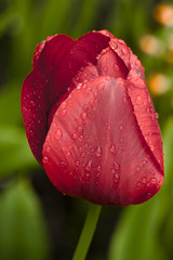 Цветок тюльпана после дождя