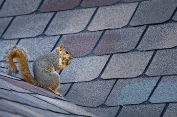 Washable wall murals Squirrel Cute squirrel sitting on the roof