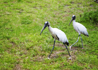 Wood storks  foraging for food