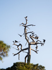 Black vultures sitting on top of the dry wood