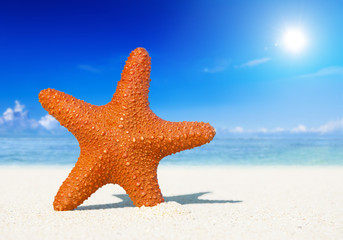 Obraz na płótnie Canvas Starfish on the Beach