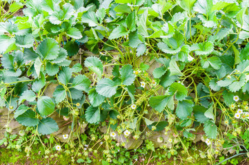 The strawberry farm garden