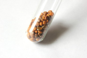Cultivated radish seeds in a test tube