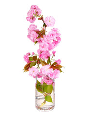 Sakura. Cherry blossom branch in glass vase isolated