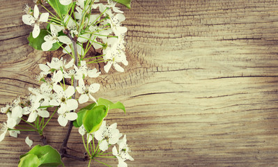 Bird Cherry Blossom on old wooden background