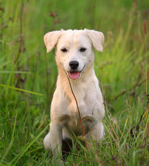 puppy dog in green meadow grass