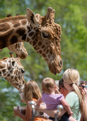 Crowd feeding Giraffe