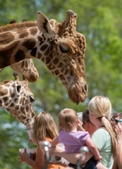 Papier Peint photo autocollant Girafe Foule nourrir la girafe