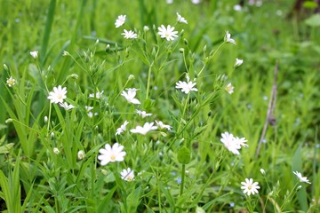 white flowers