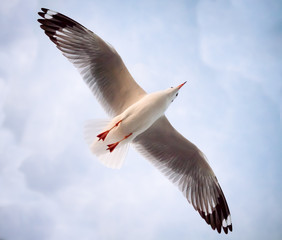 Flying seagull