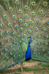 Fototapeta premium Peacock with Spread Tail