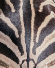 Obraz na płótnie Canvas Zebra skin
