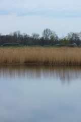 View on the Ryck near Greifswald, Mecklenburg-Vorpommern, Germany, with reed at the water edge