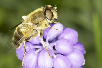 Hover fly Eristalis pertinax