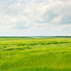 green wheat field and  cloudy sky