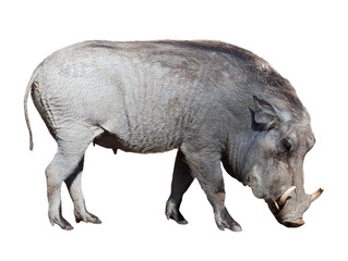 Warthog. Isolated on white