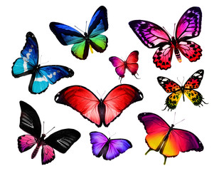 Obraz na płótnie Canvas Many different butterflies, isolated on white background