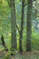 Deciduous forest with old hornbeam and oaks