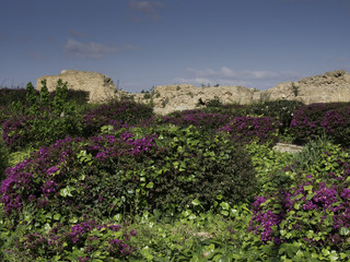 tunis