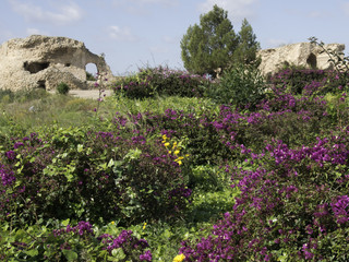 tunis