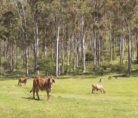 Australian cattle scene