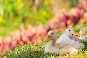 ducklings