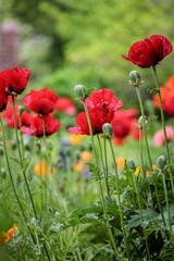 Poppies in the field